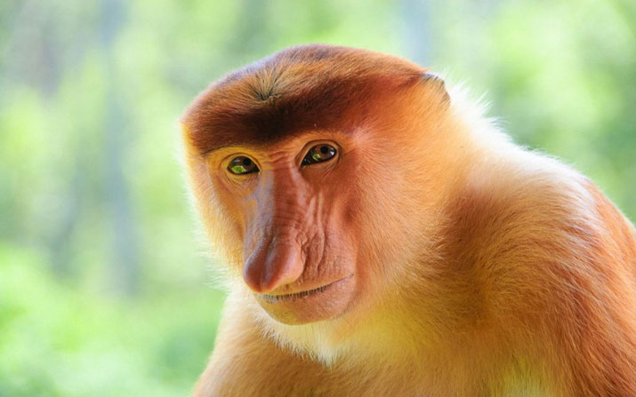 Get-to-know-the-Proboscis-Monkey-2.jpg