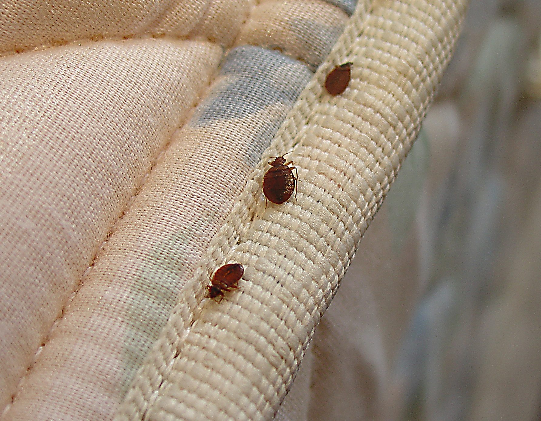 bed-bugs-in-bed_1784x1388.jpg