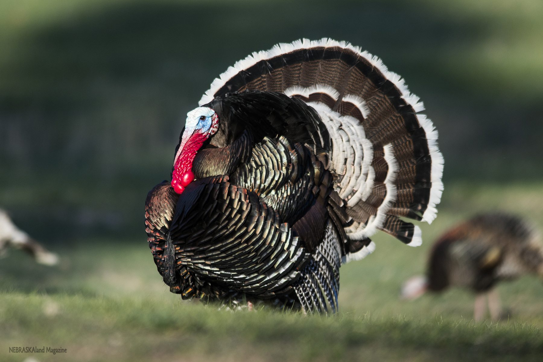 nebraska-spring-turkey-hunters-report-high-satisfaction-success.jpg