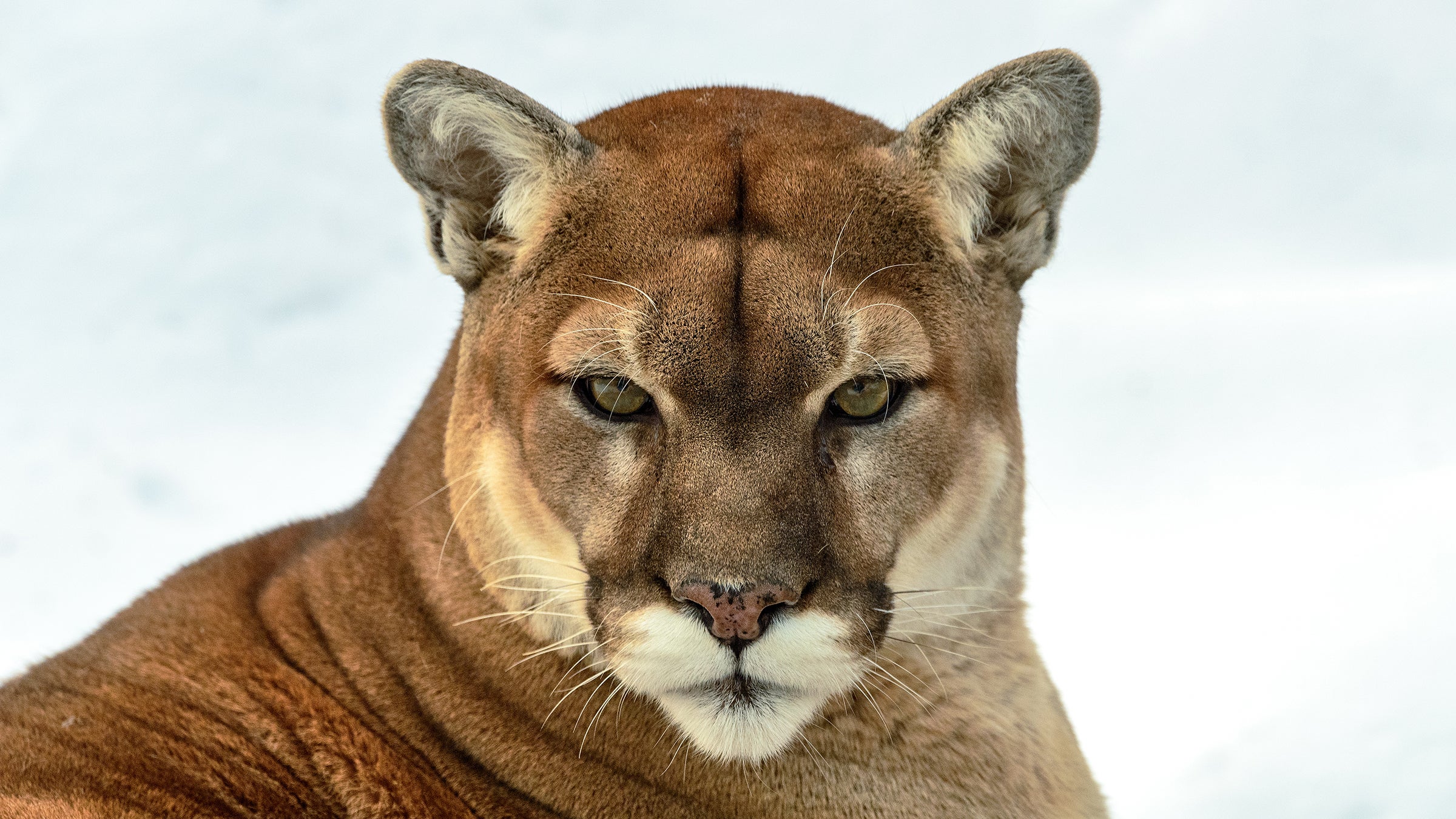 cougar-attacks_h.jpg