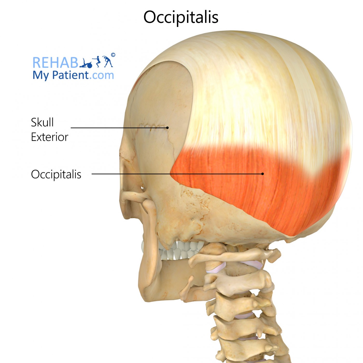 occipitalis-head.jpg