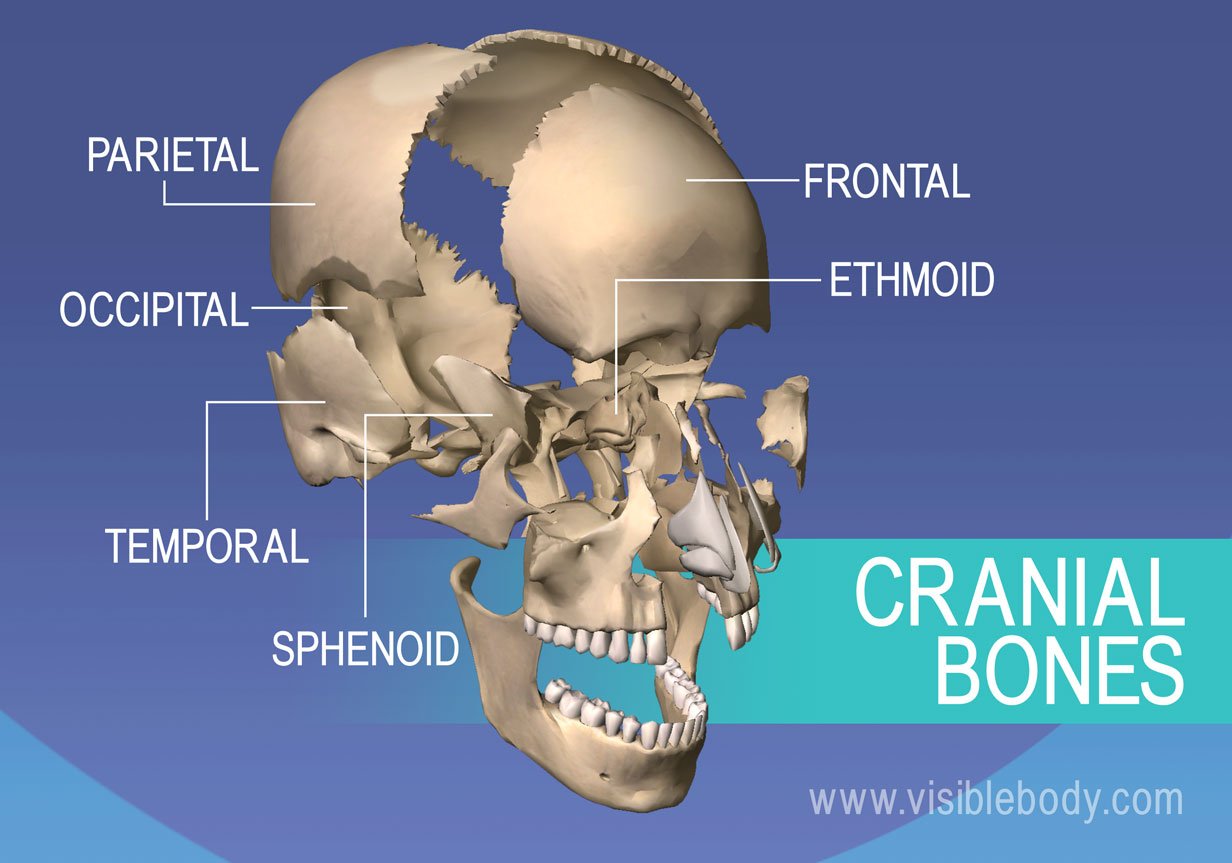 2F-Cranial-Bones-1232W.jpg